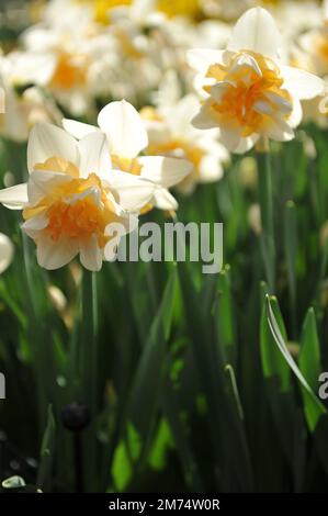 Weiß und Orange Doppelte Narzissen (Narzissen) Süße Lust blühen im April in einem Garten Stockfoto