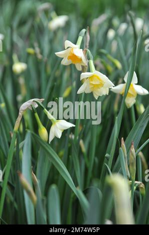 Weiße und gelbe Jonquilla und Apodanthus Narzissen (Narcissus) Sweet Love blühen im April in einem Garten Stockfoto