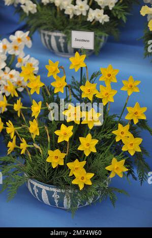 Gelbe Jonquilla und Apodanthus Narzissen (Narzissen) Sweetnessy auf einer Ausstellung im Mai Stockfoto