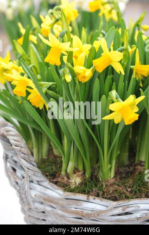 Erzwungene gelbe Narzissen (Narzissen) Tete-a-tete (andere Gruppe) blühen im März in einem Garten Stockfoto