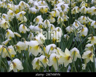 Weiße und gelbe Trompete Narzissen (Narcissus) Topolino blühen im März in einem Garten unter Schnee Stockfoto