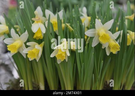 Im März erblühen in einem Garten gezwungene weiße und gelbe Trompeten-Narzissen (Narcissus) Topolino Stockfoto