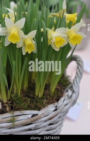 Im März erblühen in einem Garten gezwungene weiße und gelbe Trompeten-Narzissen (Narcissus) Topolino Stockfoto