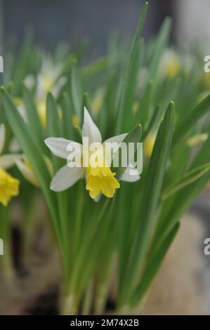 Im April erblühen in einem Garten gezwungene weiße und gelbe Trompeten-Narzissen (Narcissus) Topolino Stockfoto