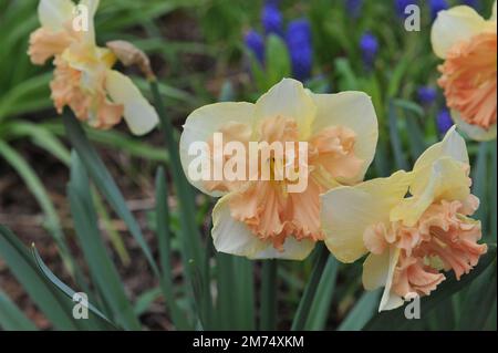 Im April blühen in einem Garten weiße und rosafarbene Narzissen (Narcissus) Vanillepfirsichblüte Stockfoto