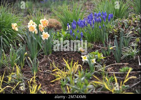 Im April blühen in einem Garten weiße und rosafarbene Narzissen (Narcissus) Vanillepfirsichblüte Stockfoto