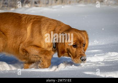 Ein sieben Monate alter Golden Retriever Welpe schaut sich um, während er an einem sonnigen Wintertag durch glitzernden weißen Schnee wandert. Stockfoto