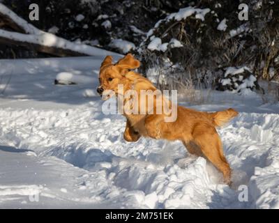 An einem sonnigen Wintertag springt ein sieben Monate alter Golden Retriever Welpe durch glitzernden weißen Schnee. Stockfoto