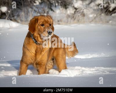 Ein sieben Monate alter Golden Retriever Welpe schaut an einem sonnigen Wintertag auf den funkelnden weißen Schnee. Stockfoto