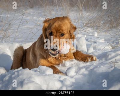 Ein sieben Monate altes Golden Retriever Hündchen hält einen Ball in seinem Mund, während es an einem hellen Wintertag im glitzernden weißen Schnee sitzt. Stockfoto