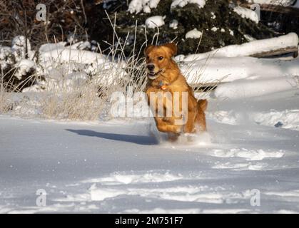 An einem sonnigen Wintertag springt ein sieben Monate alter Golden Retriever Welpe durch glitzernden weißen Schnee. Stockfoto
