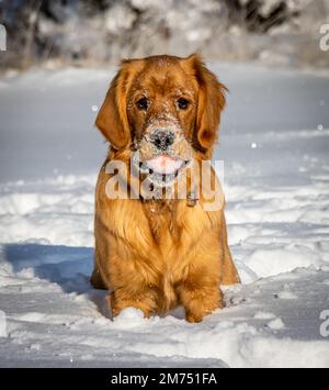 Ein sieben Monate altes Golden Retriever Hündchen hält einen Ball in seinem Mund, während es an einem hellen Wintertag im glitzernden weißen Schnee sitzt. Stockfoto