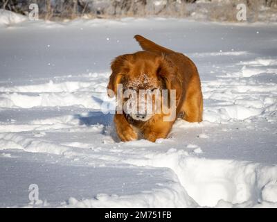 Ein sieben Monate altes Golden Retriever Hündchen sucht verspielt nach einem Ball im glitzernden weißen Schnee an einem hellen Wintertag. Sein Gesicht ist von Schnee bedeckt. Stockfoto