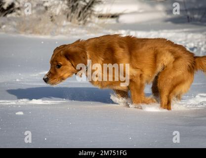 An einem sonnigen Wintertag springt ein sieben Monate alter Golden Retriever Welpe durch glitzernden weißen Schnee. Stockfoto