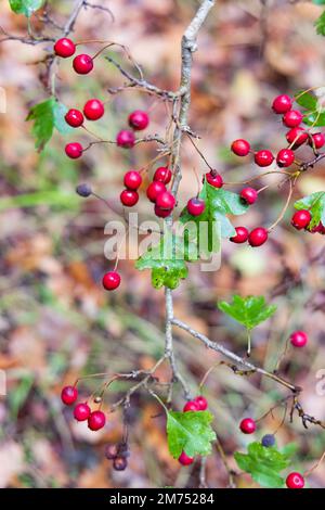 Rotfrucht von Crataegus monogyna, bekannt als Weißdorn oder einsaitiger Weißdorn Stockfoto