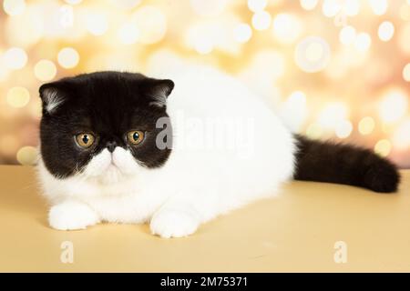 Eine wunderschöne exotische Kurzhaarkatze liegt auf dem bunten festlichen Hintergrund des Studios. Farbe schwarz mit weiß Stockfoto