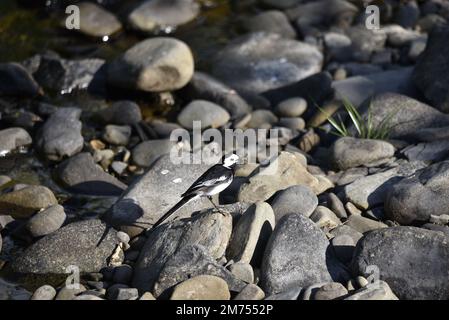 Männlicher Rattenschwanz (Motacilla alba), der an einem sonnigen Tag in Wales, Großbritannien, zwischen grauen Kieselsteinen steht, mit Schnabel voller Insekten Stockfoto