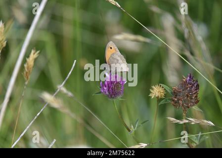 Kleiner Schmetterling (Coenonympha pamphilus) im linken Profil oben auf einer lilafarbenen Wildblume mit Proboscus in Flower, in Wales, Großbritannien Stockfoto