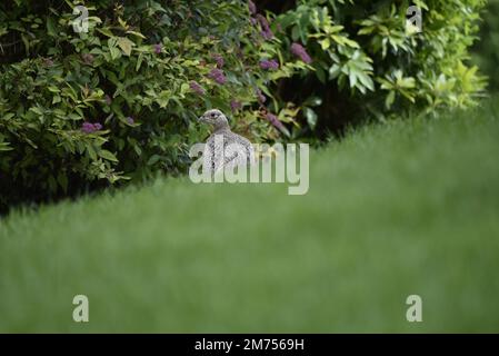 Weiblicher Gemeiner Fasan (Phasianus colchicus) im mittleren Bildhintergrund mit dem Rücken zur Kamera und dem Kopf nach links gegen den Buddleia-Hintergrund Stockfoto