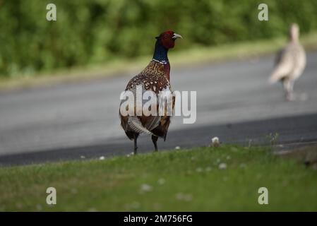 Rückansicht des männlichen Gemeinen Fasan (Phasianus colchicus), der von der Kamera weggeht, Mitte des Bildes, Kopf nach rechts gedreht, verwischtes Weibchen nach rechts Stockfoto