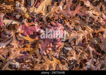 An einem sonnigen Tag im Spätherbst blicken Sie hinunter auf Schichten gefallener Eichenblätter auf dem Waldboden, einige mit lebhaften Farben Stockfoto