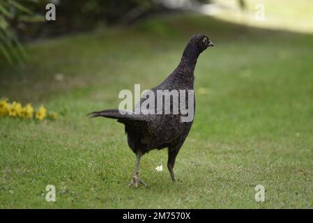 Nahaufnahme des schwarzen weiblichen Fasan (Phasianus colchicus), der im Juli in Großbritannien auf dem Gras von der Kamera entfernt mit Kopf im rechten Profil im Schatten läuft Stockfoto