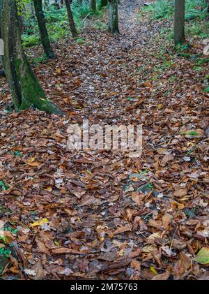 Pfad durch die Wälder des Leader Valley zwischen Drygrange, Redpath, Earlston und Black Hill. In der Nähe von Melrose an der schottischen Grenze. Enthält Stockfoto