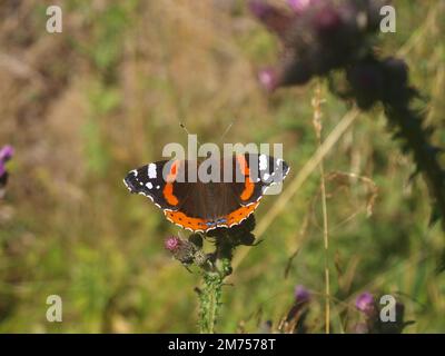 Schmetterling-Admiral auf einer lila Blume. Mit Grashintergrund. Stockfoto