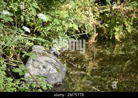 Juvenile Grey Wagtail (Motacilla cinerea), hoch oben auf einem Felsblock links vom Bild, im rechten Profil, mit Blick geradeaus auf River Water in Großbritannien Stockfoto