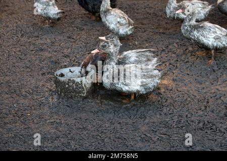 Sehr dreckiges Entendock. Schmutzige Enten werden im Schlamm gehalten. Stockfoto