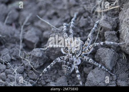 Wolfspinne, Tarantula (Lycosa singoriensis) auf dem Feld Stockfoto