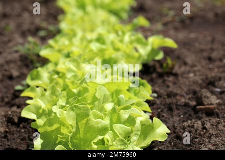 Salatblätter auf dem Gemüsefeld, Nahaufnahme. Salatpflanzen wachsen im Betrieb. Stockfoto