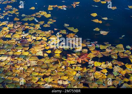 Gelbe Herbstblätter schwimmen auf der Wasseroberfläche. Glatter See an einem sonnigen Tag. Stockfoto