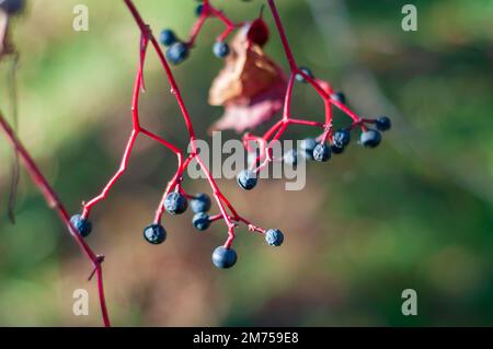 Ein Zweig mit Beeren aus wilden Trauben. Herbstpflanzen in freier Wildbahn, selektiver Fokus. Stockfoto
