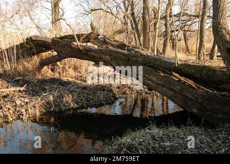 Wunderschöner Blick auf die herbstliche Natur. Der gefallene Baum spiegelt sich im Wasser eines kleinen Flusses wider. Stockfoto