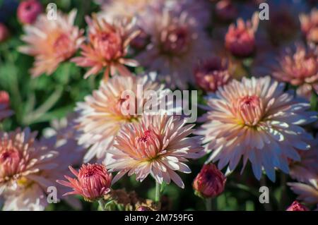 Herbstblüten aus Buschkrysanthemen beigefarben im Garten. Stockfoto