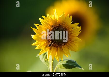 Sonnenblume mit Honigbiene und Ameise auf grünem Naturhintergrund. Selektiver Fokus. Ukrainische Landwirtschaft. Am sonnigen Tag. Nahaufnahme Stockfoto