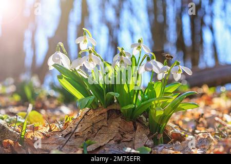 Blühende Schneeglöckchen (Galanthus nivalis) und ihre befruchtende Honigbiene im Frühling im Wald, Nahaufnahme Stockfoto