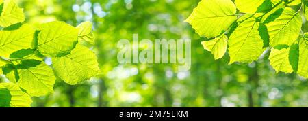 Frühlingslandschaft, Hintergrund, Banner - Blick auf die Haselblätter auf dem Ast im Laubwald an einem sonnigen Tag, Nahaufnahme, mit Platz für Text Stockfoto