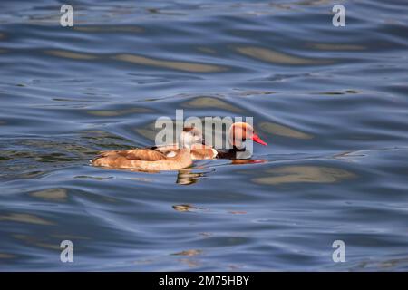 Rotkammpocharden (Netta rufina) beim Schwimmen auf dem Bodensee, Mai, Baden-Württemberg, Deutschland, Europa Stockfoto