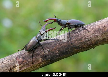 Hirschkäfer (Lucanus cervus), zwei Männer in Kampfposition, Biosphärengebiet, Schwäbische Alb, Baden-Württemberg, Deutschland Stockfoto