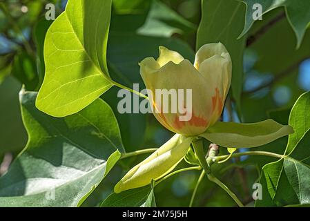 Blume von Tulpenbaum (Liriodendron tulipifera), Bayern, Deutschland Stockfoto