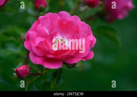 Blume der Rose "Heidetraum", rosa, Noack 1989 Stockfoto