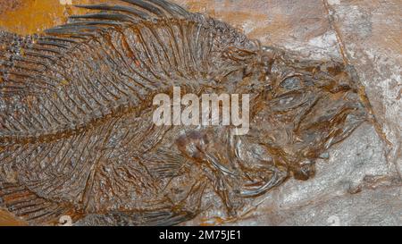 Amphiperca ist eine ausgestorbene Gattung prähistorischer mit Rochen finnierter Fische, die vom frühen bis mittleren Ozean lebten. Stockfoto