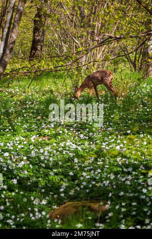 Junger europäischer Hirsch inmitten weißer Anemonblüten in einem üppigen Wald im Naturschutzgebiet Nåtö auf den Åland-Inseln, Finnland, an einem sonnigen Tag im Frühling. Stockfoto