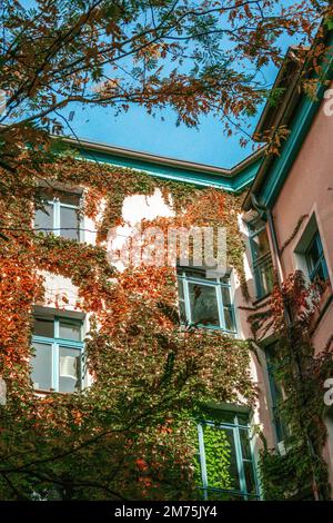 Die Abbildung zeigt eine Hausmauer in der Stadt Berlin im Herbst der Saison. An dieser Wand klettert farbenfroher Efeu. Im Vordergrund sehen Sie einen Baum. Stockfoto