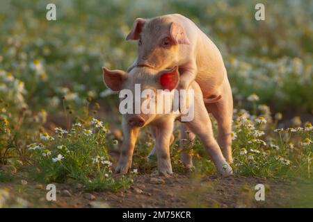 Schweine (Sus domesticus) Jungferkel, die auf einem Bauernhof in Suffolk, England, Vereinigtes Königreich, spielen Stockfoto