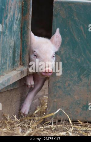 Schwein (Sus domesticus) Junges Ferkel, das aus einem Schweinestall Suffolk, England, Vereinigtes Königreich, gequetscht wird Stockfoto