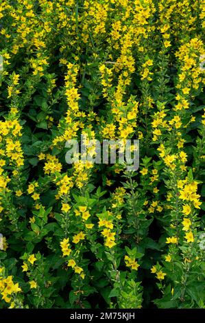 Gelbes Lockestrife (Lysimachia vulgaris), Allgaeu, Bayern, Deutschland Stockfoto