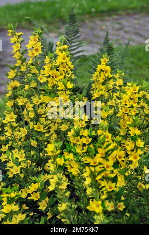 Gelbes Lockestrife (Lysimachia vulgaris), Allgaeu, Bayern, Deutschland Stockfoto